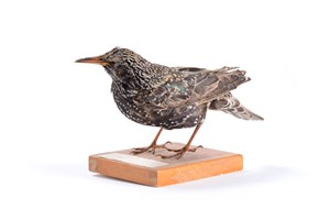 Image description is not available for 1983.96.1